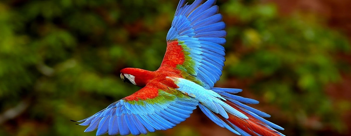 The macaws and their beautiful colors
