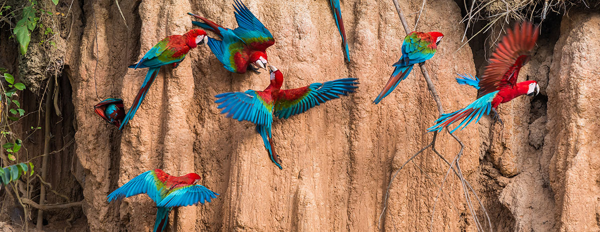 Collpa of parrots in Puerto Maldonado