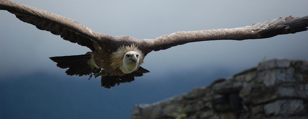 Cruz do Condor, onde observaremos o rei das alturas