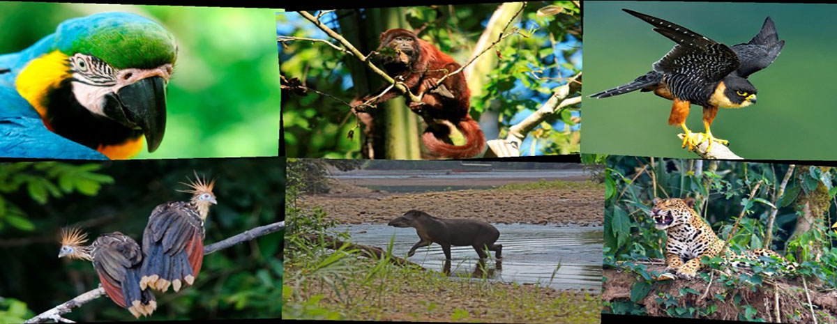 A diversidade de flora e fauna em Puerto Maldonado