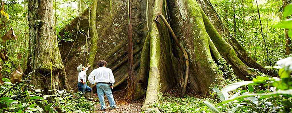 A maior árvore de Ceiba em Iquitos
