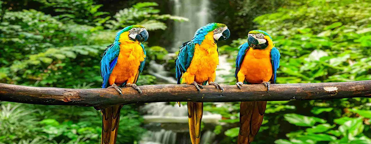 Las hermosas aves de Iquitos
