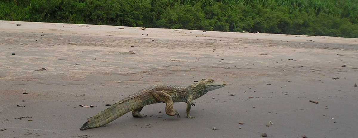 Lagarto del Tambopata