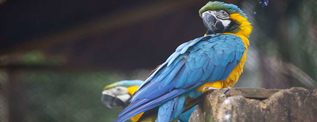 Parrots of Puerto Maldonado