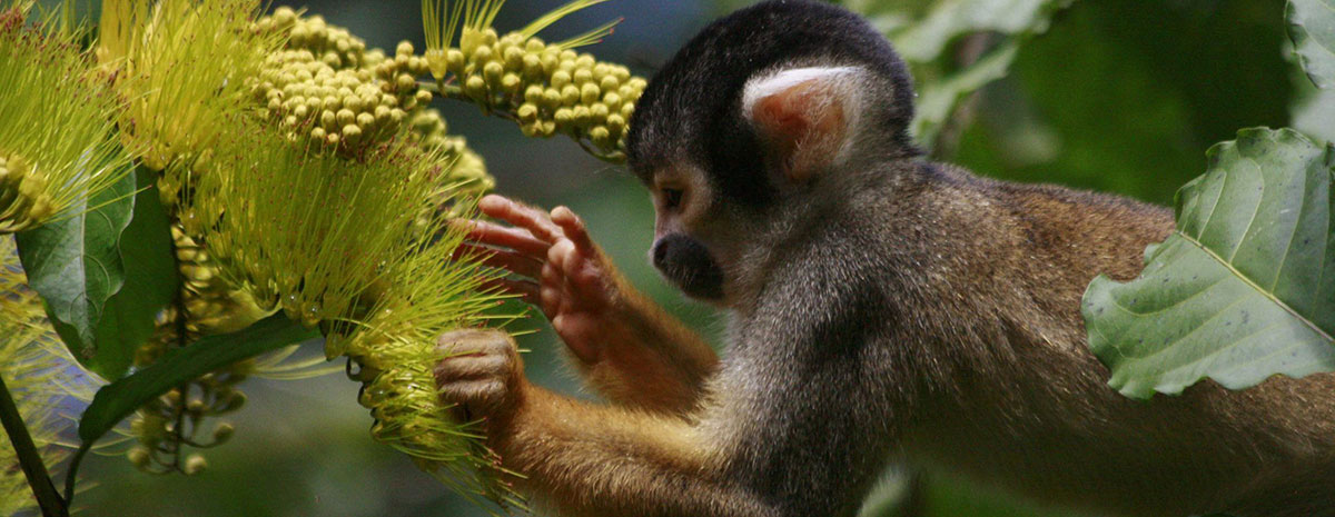 Conheça a flora e fauna do Peru