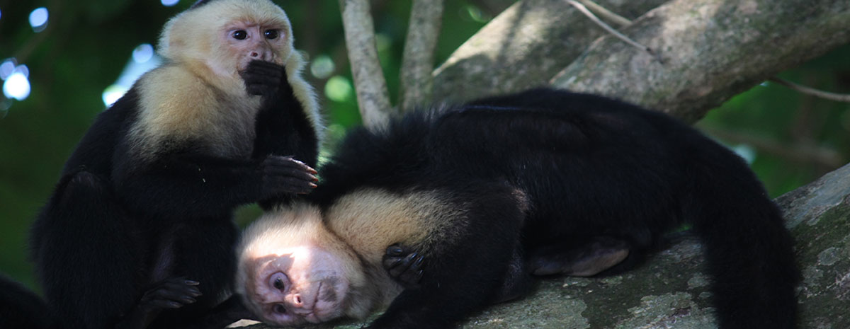 Beautiful Monkeys in Iquitos