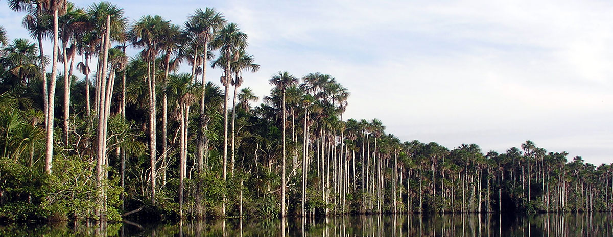 A selva de Puerto Maldonado